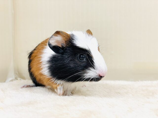 【最新画像更新】プイプイっと登場✨クレステッドモルモットちゃん(女の子) クレステッドモルモット