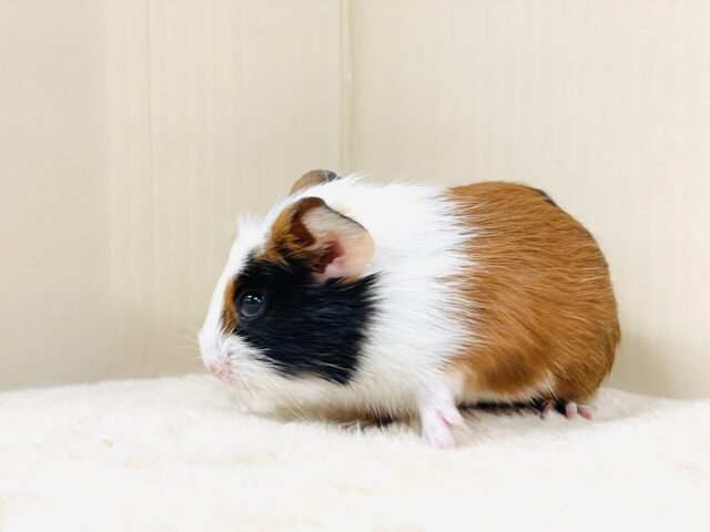 【最新画像更新】プイプイっと登場✨クレステッドモルモットちゃん(女の子) クレステッドモルモット