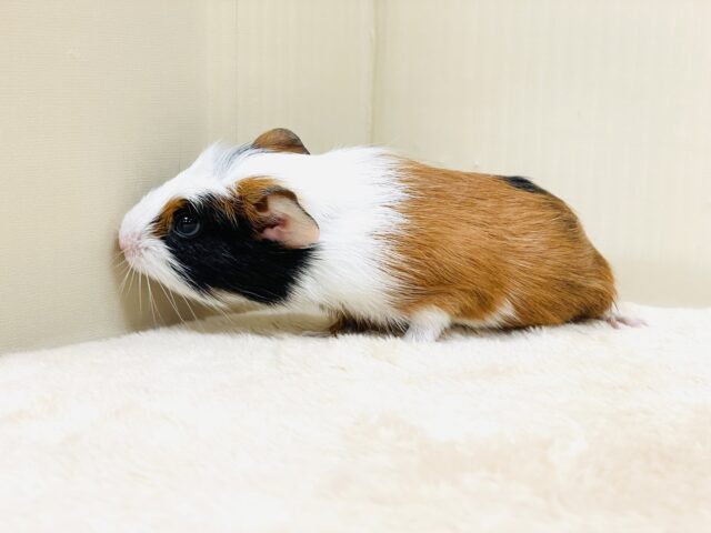 【最新画像更新】プイプイっと登場✨クレステッドモルモットちゃん(女の子) クレステッドモルモット