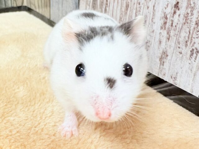 まるで豆大福🫘⚪️ジャンガリアンハムスター❣️(パイド)(男の子) ジャンガリアン