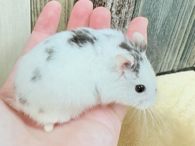 まるで豆大福🫘⚪️ジャンガリアンハムスター❣️(パイド)(男の子) ジャンガリアン