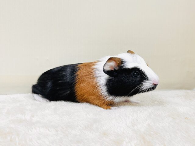 【最新画像更新】プイプイっと登場✨クレステッドモルモットちゃん(女の子) クレステッドモルモット