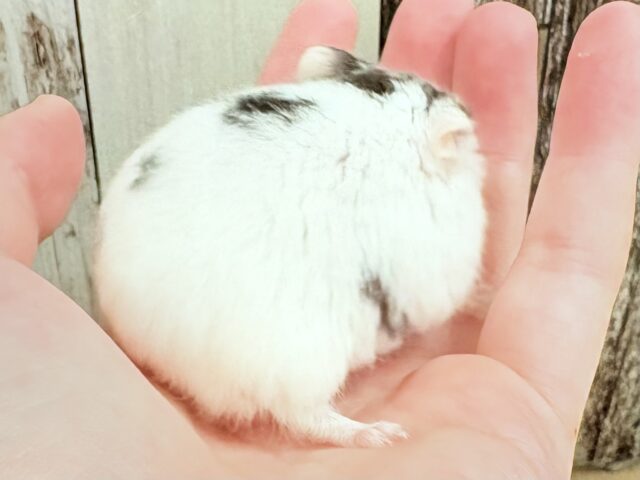 まるで豆大福🫘⚪️ジャンガリアンハムスター❣️(パイド)(男の子) ジャンガリアン