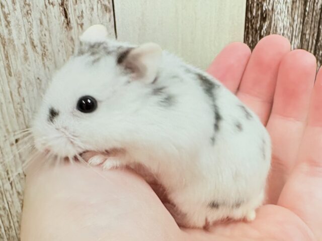 まるで豆大福🫘⚪️ジャンガリアンハムスター❣️(パイド)(男の子) ジャンガリアン