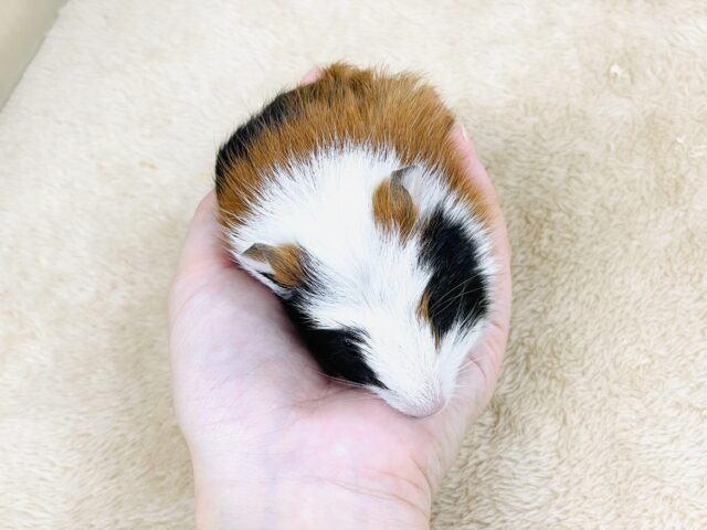 【最新画像更新】プイプイっと登場✨クレステッドモルモットちゃん(女の子) クレステッドモルモット