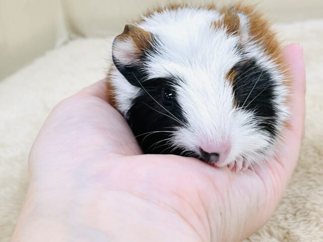 【最新画像更新】プイプイっと登場✨クレステッドモルモットちゃん(女の子) クレステッドモルモット