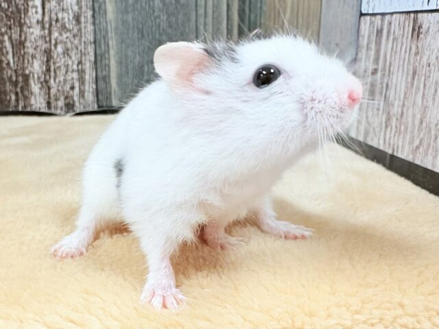 まるで豆大福🫘⚪️ジャンガリアンハムスター❣️(パイド)(男の子) ジャンガリアン