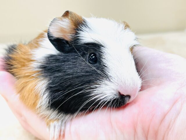 【最新画像更新】プイプイっと登場✨クレステッドモルモットちゃん(女の子) クレステッドモルモット