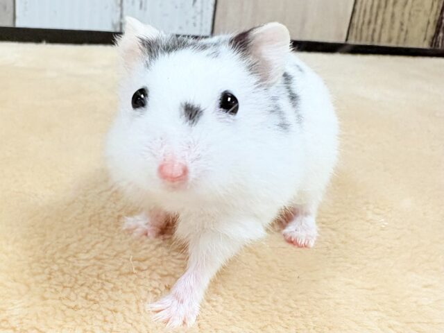 まるで豆大福🫘⚪️ジャンガリアンハムスター❣️(パイド)(男の子) ジャンガリアン