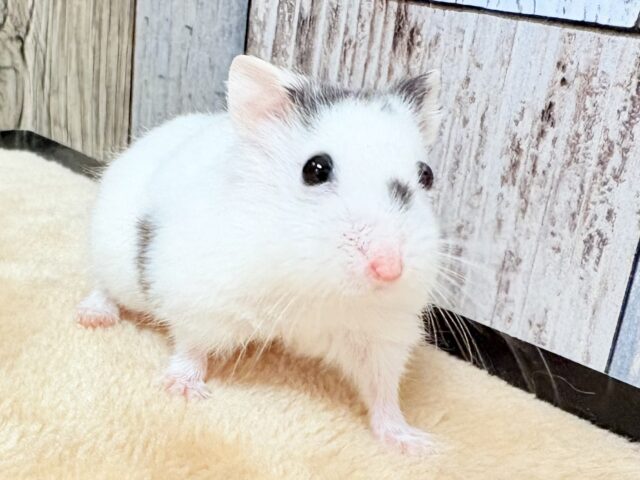 まるで豆大福🫘⚪️ジャンガリアンハムスター❣️(パイド)(男の子) ジャンガリアン