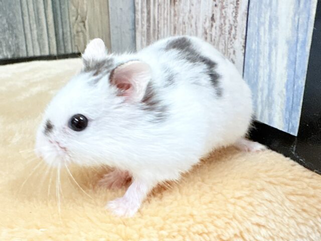 まるで豆大福🫘⚪️ジャンガリアンハムスター❣️(パイド)(男の子) ジャンガリアン