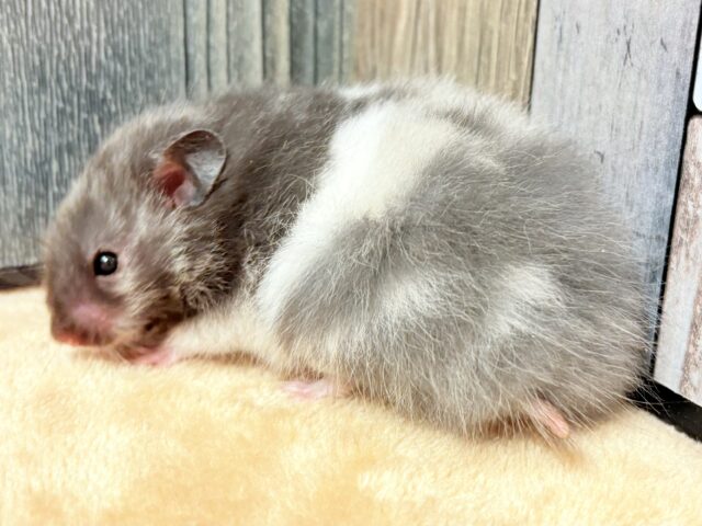 ゴールデンハムスター