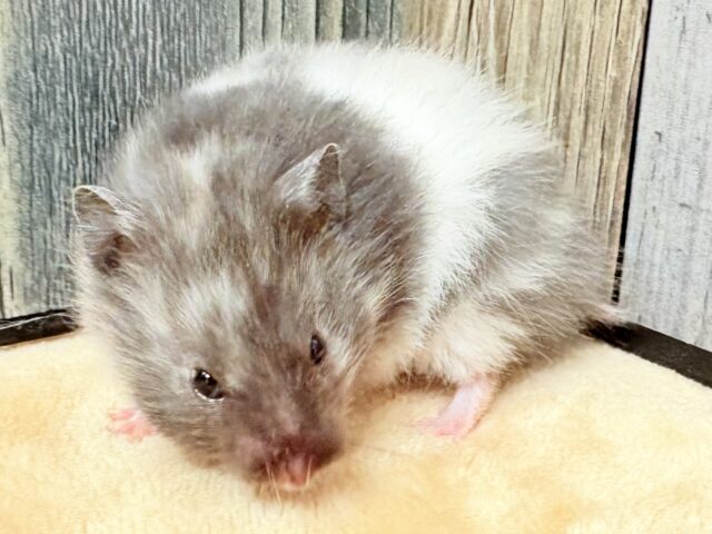 ゴールデンハムスター