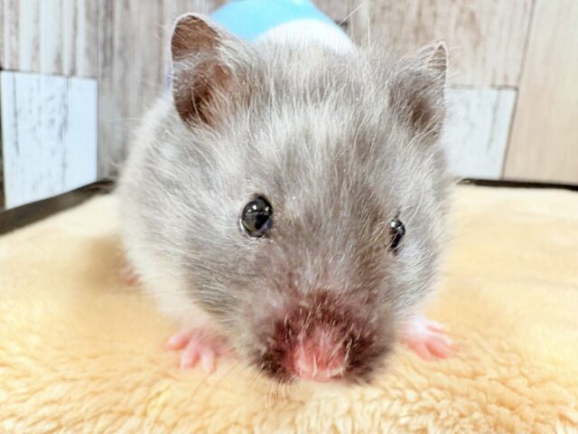 ゴールデンハムスター