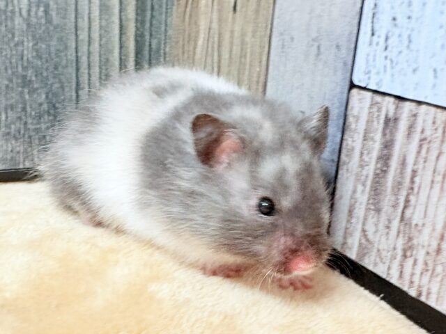 ゴールデンハムスター