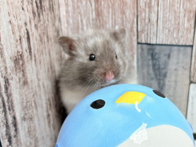 レアなハムちゃんやって来ました❣️トリコロールハムスター(女の子)