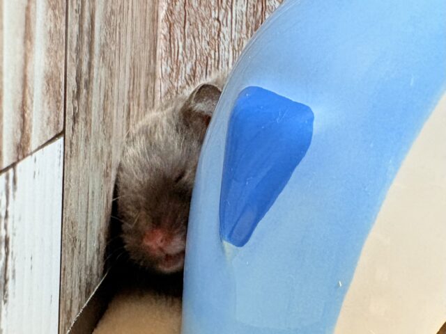 ゴールデンハムスター