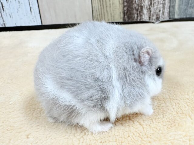 ドワーフハムスターの1種