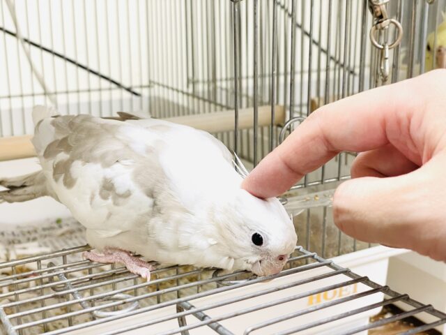 オカメインコ