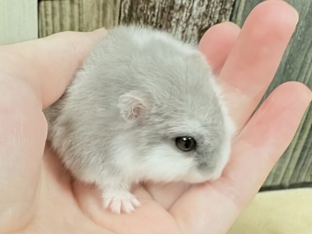 ドワーフハムスターの1種