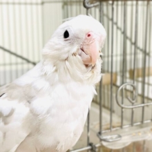 【最新画像】ニコニコ顔のオカメインコちゃん（ホワイトフェイスシナモンパイド）ヒナ
