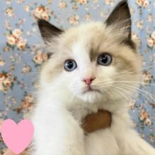 やばいよやばいよ！こんども美形なラグドール入舎！