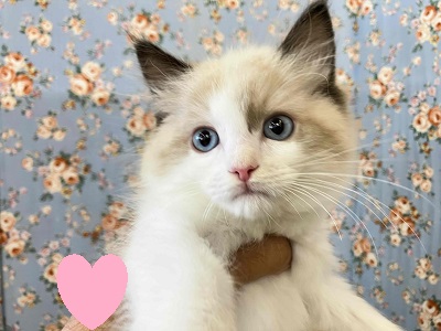 やばいよやばいよ！こんども美形なラグドール入舎！