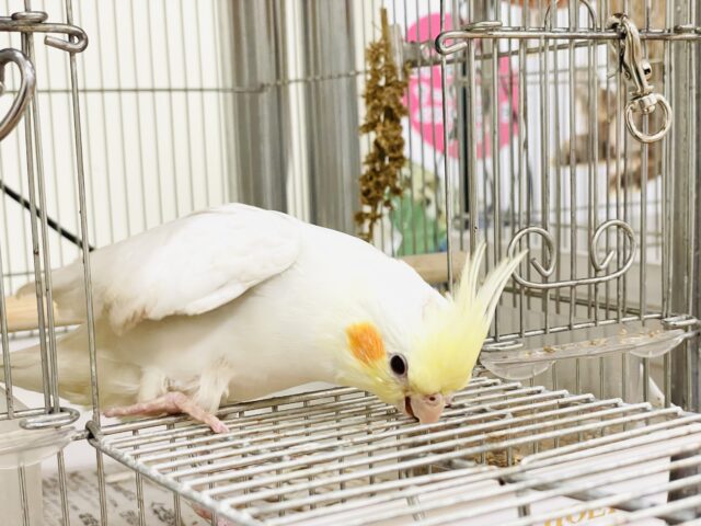 オカメインコ