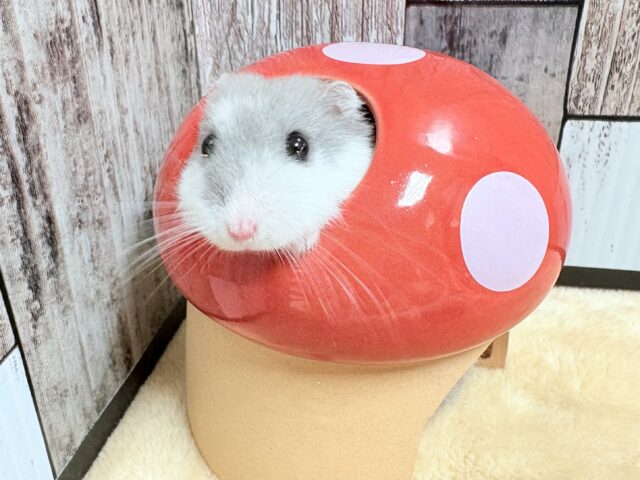 ドワーフハムスターの1種