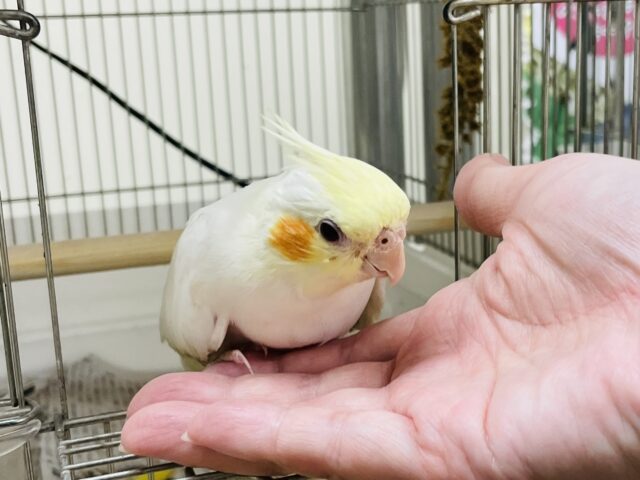 オカメインコ