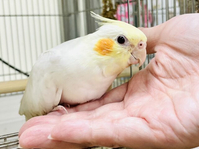 オカメインコ