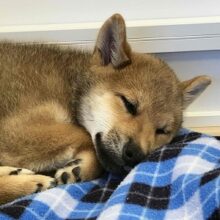 陽気な日本男児！柴犬入舎しました！！