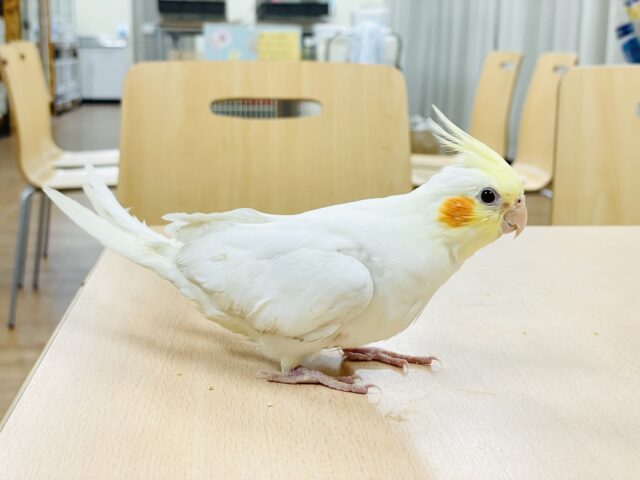 オカメインコ