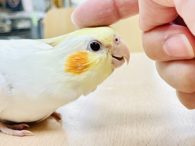 オカメインコ