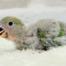 わた毛の奥に隠された秘密🐣🫧コザクラインコ(ノーマル) ヒナ