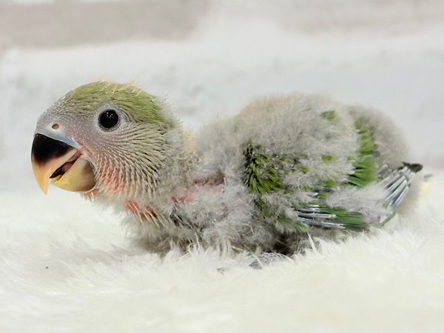 わた毛の奥に隠された秘密🐣🫧コザクラインコ(ノーマル) ヒナ