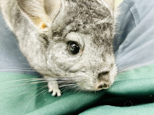 ひざにちょこっと甘えん坊♪♪　チンチラ