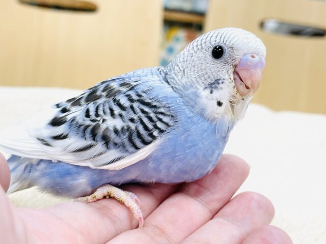 【最新画像】おおきなおめめで見つめちゃうよ💙セキセイインコ（パイド）ヒナ