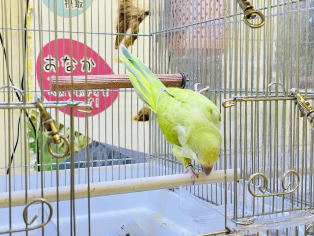 オキナインコ