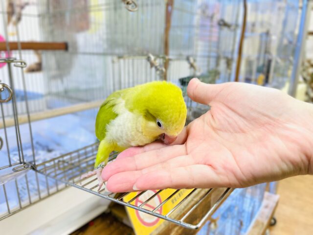 オキナインコ