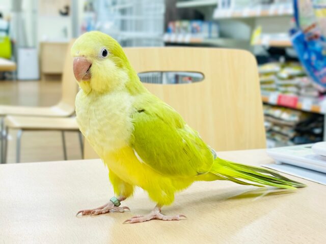 オキナインコ