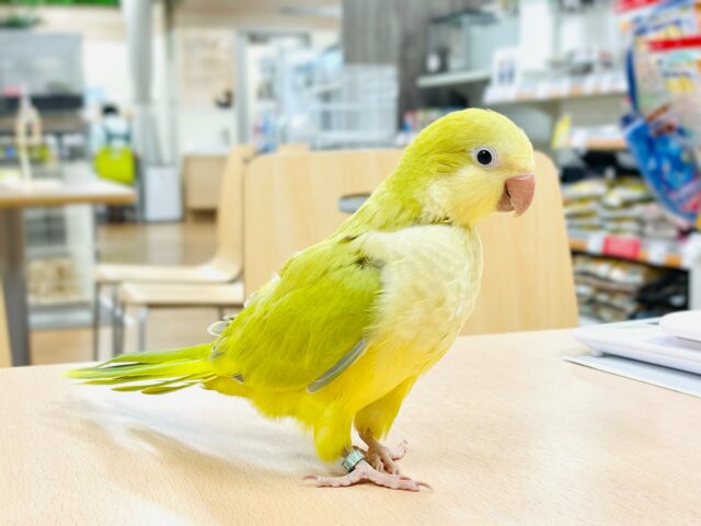 オキナインコ