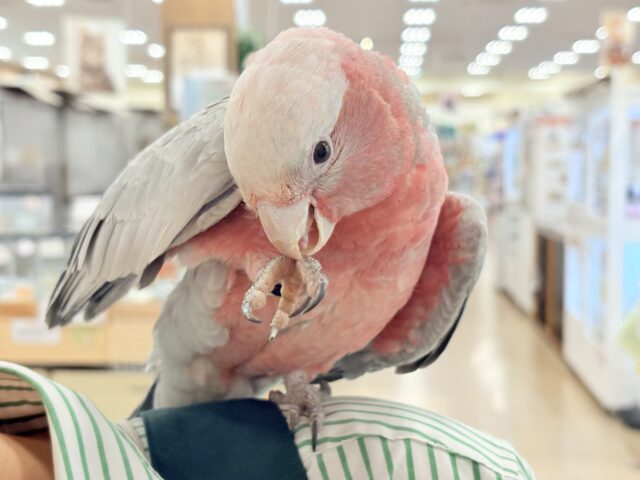 モモイロインコ
