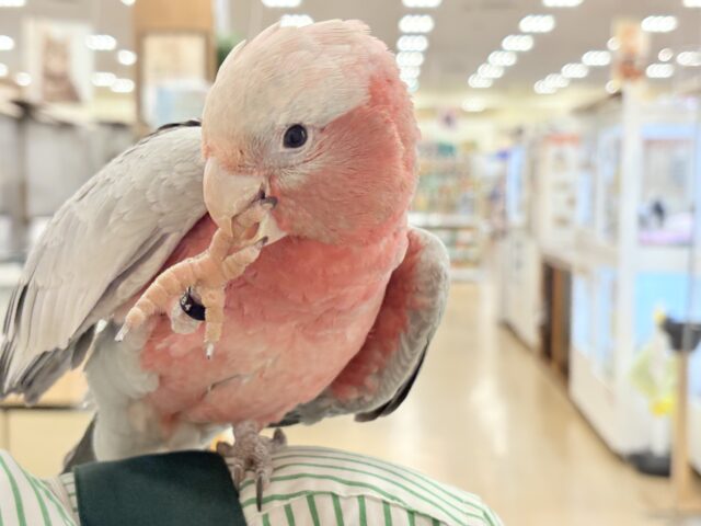 モモイロインコ