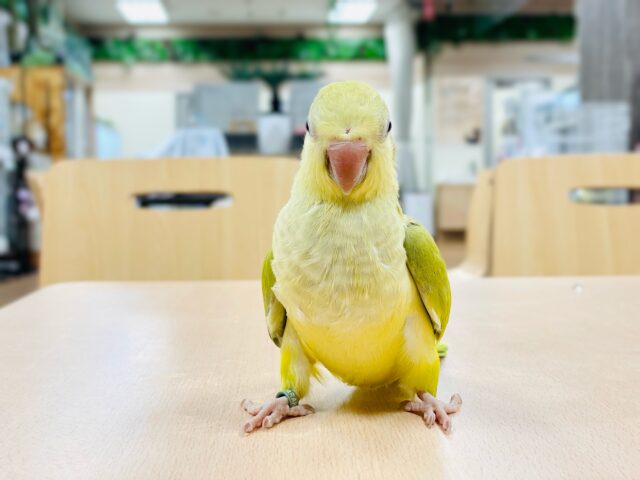 オキナインコ