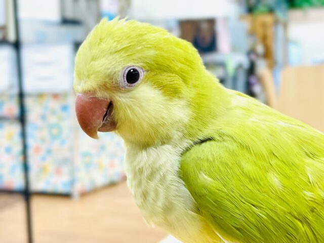 オキナインコ
