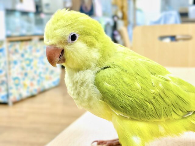 オキナインコ