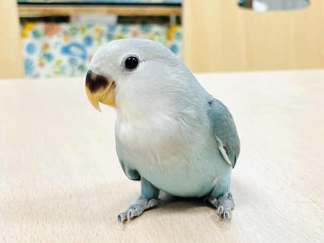 【最新画像】宝石のように深みあるカラー🍀📗コザクインコ(ダークターコイズグリーンバイオレット)(ヒナ) コザクラインコ(小桜インコ)