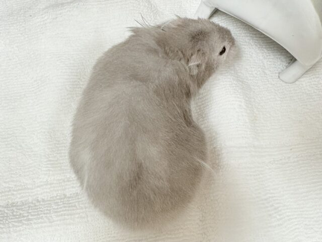 綺麗な全身グレー👟💭🩶セーブルハムスター‼️(女の子) ゴールデンハムスター