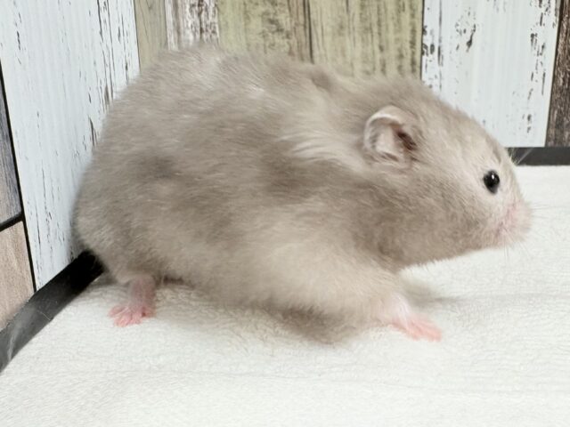 綺麗な全身グレー👟💭🩶セーブルハムスター‼️(女の子) ゴールデンハムスター